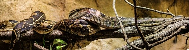 Šestimetrová krajta přede dveřmi, muž byl v šoku